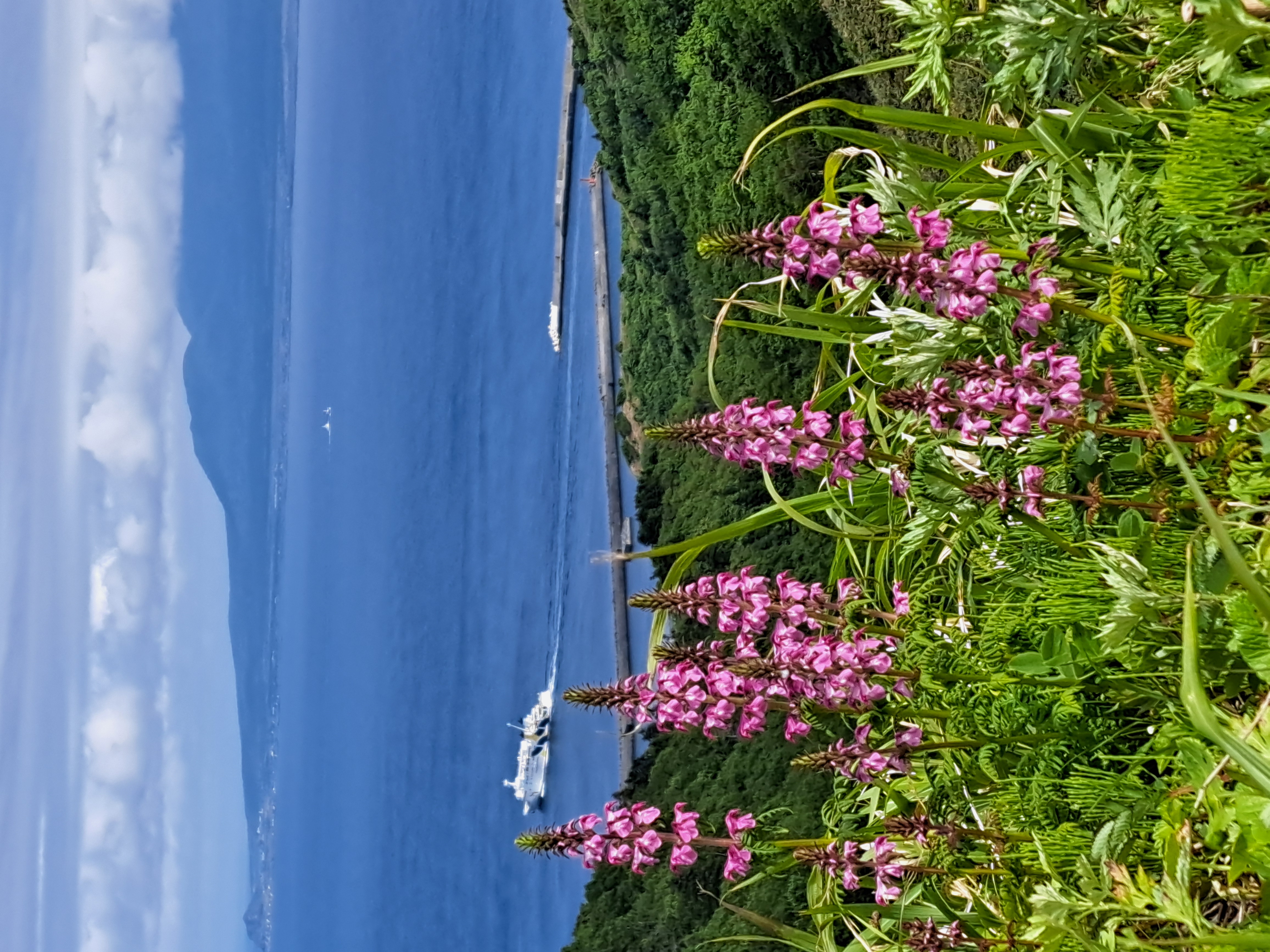 Cruise's wake