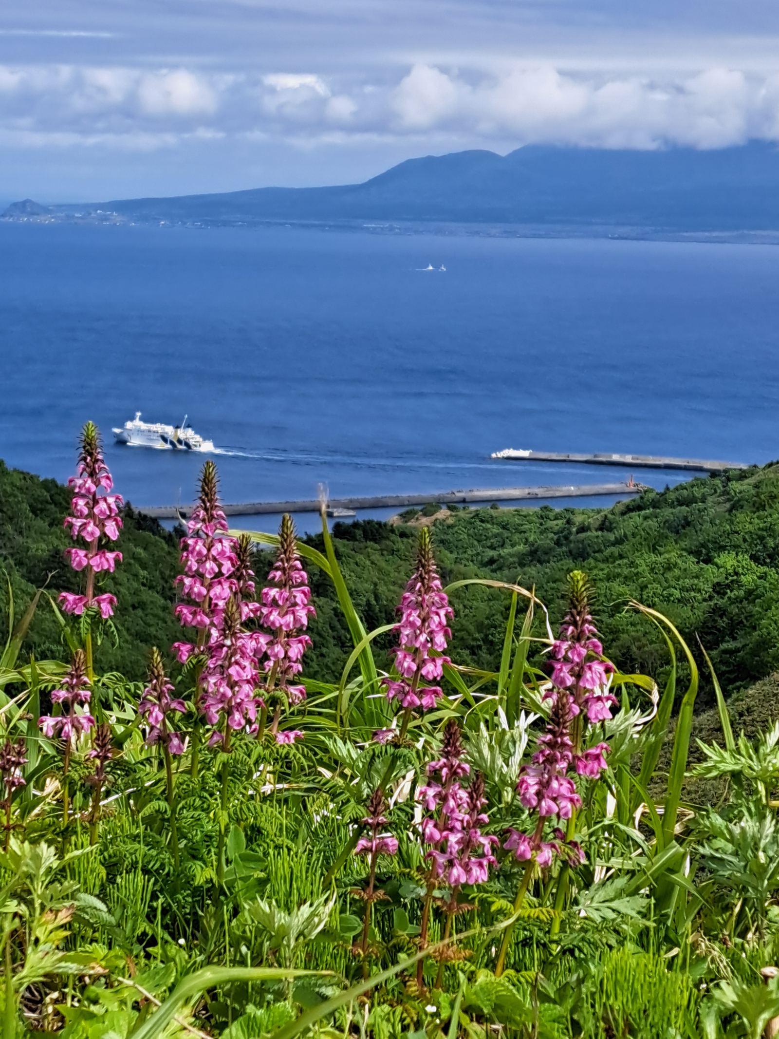 Pink wildflowers above the sea, with a ferry crossing in the distance